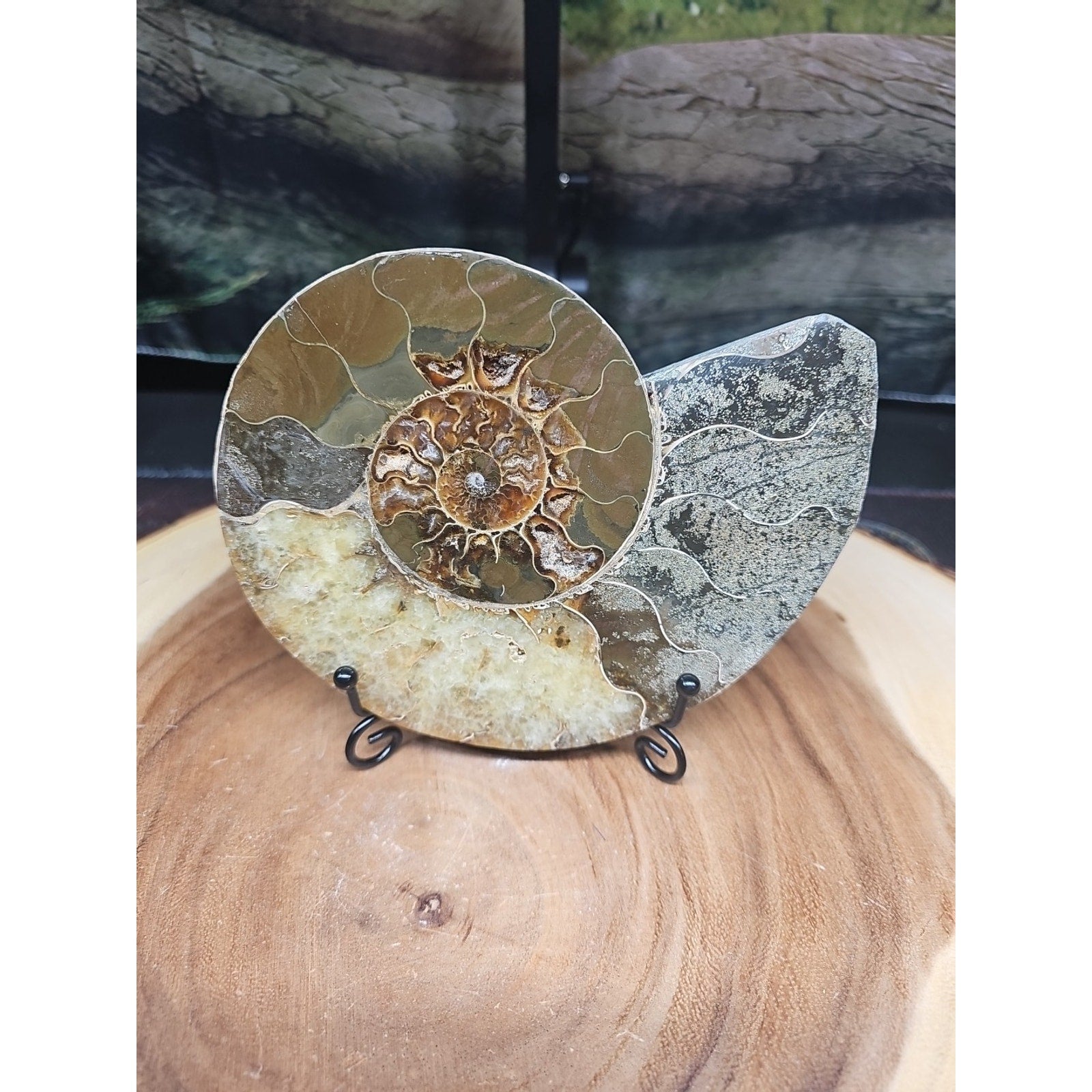 Ammonite fossil large .88lbs W/stand