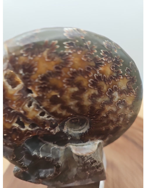 Load image into Gallery viewer, 1.32LB Rare! Natural Tentacle Ammonite Fossil Specimen Shell Madagascar
