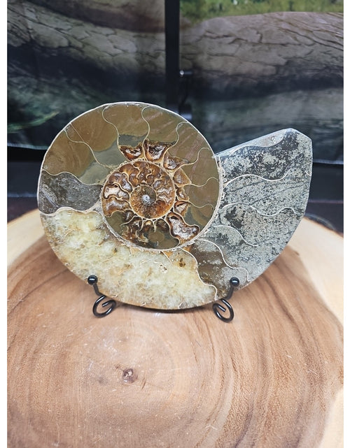 Load image into Gallery viewer, Ammonite fossil large .88lbs W/stand

