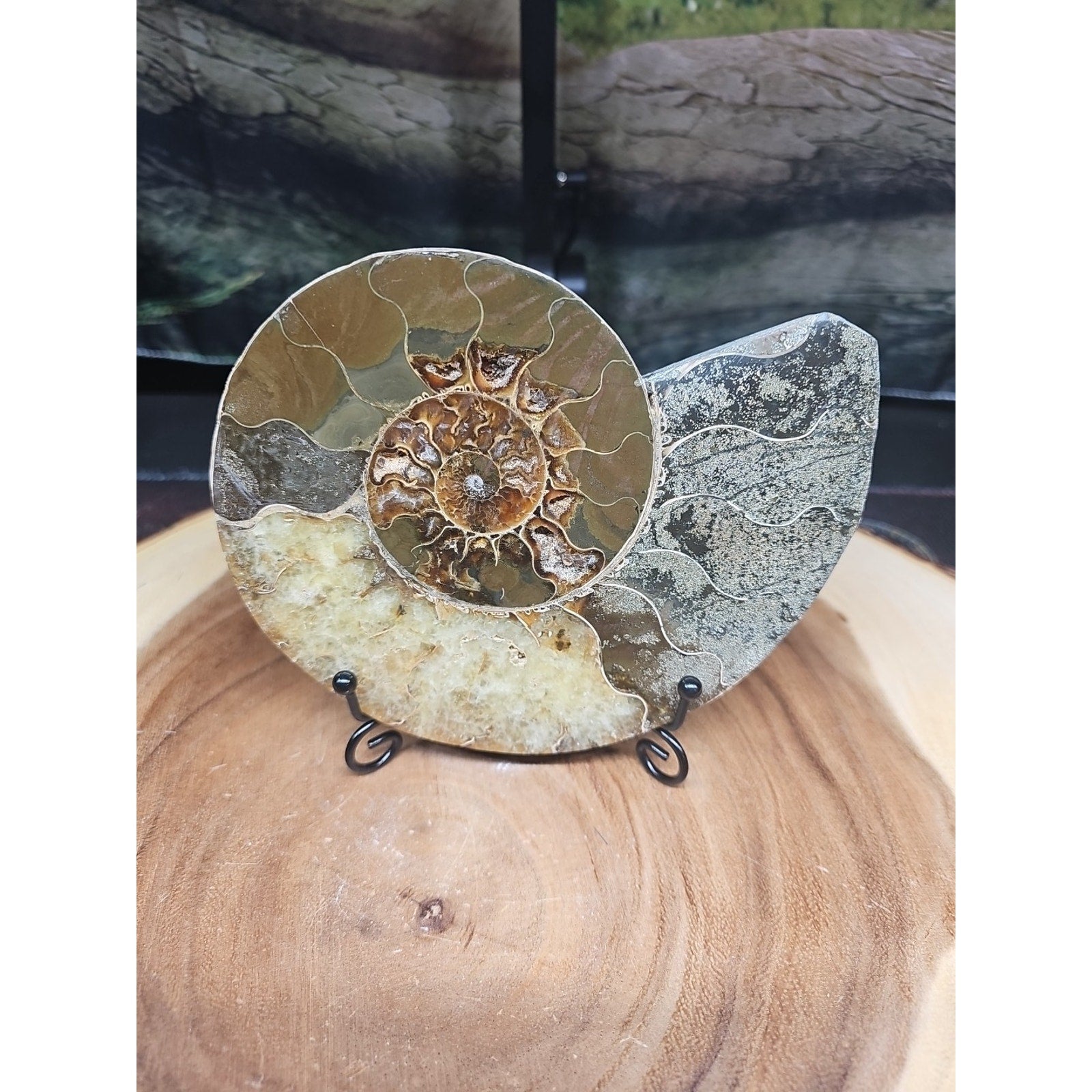 Ammonite fossil large .88lbs W/stand