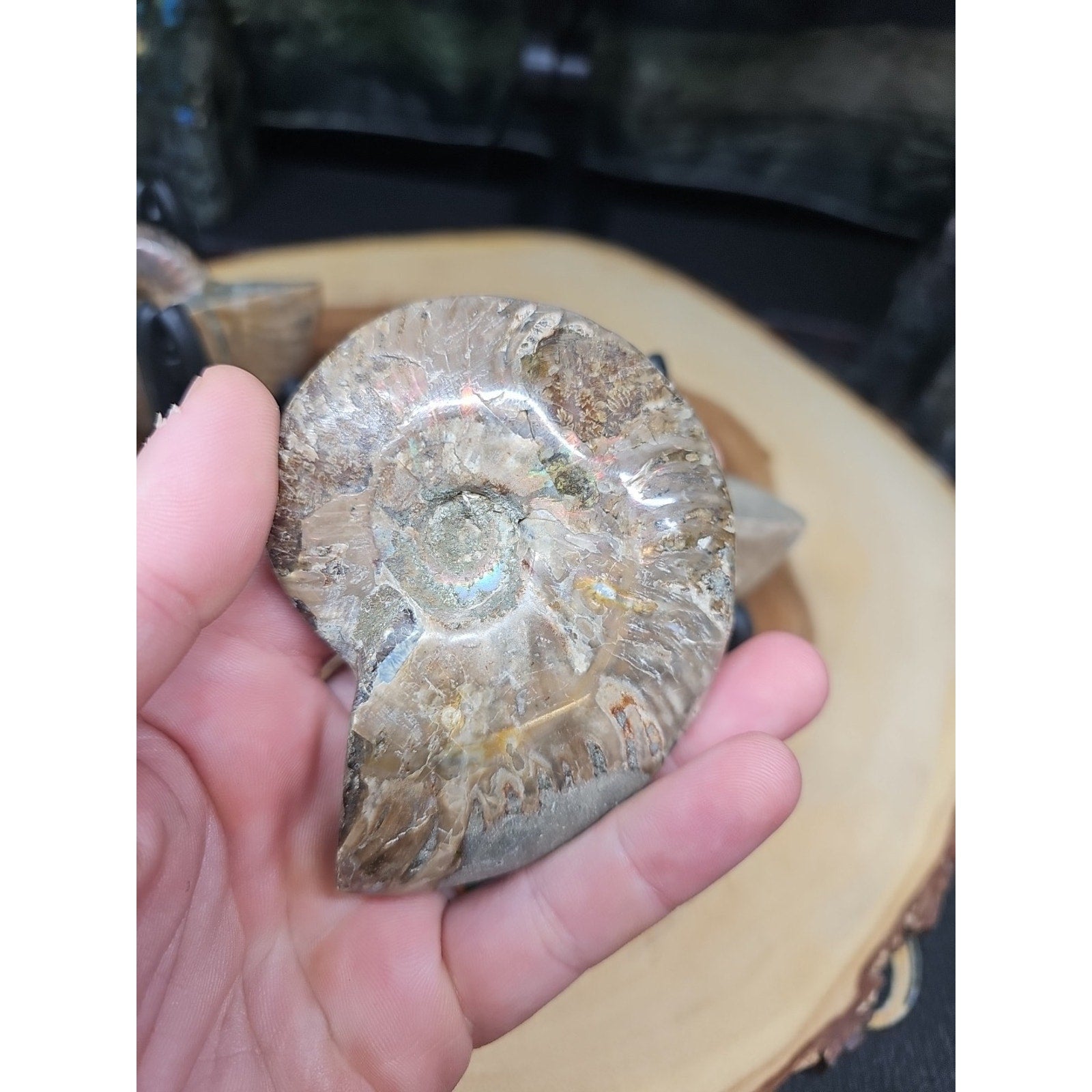 1 Each Ammonite Fossil Polished From Madagascar 145-175 Grams W/stand