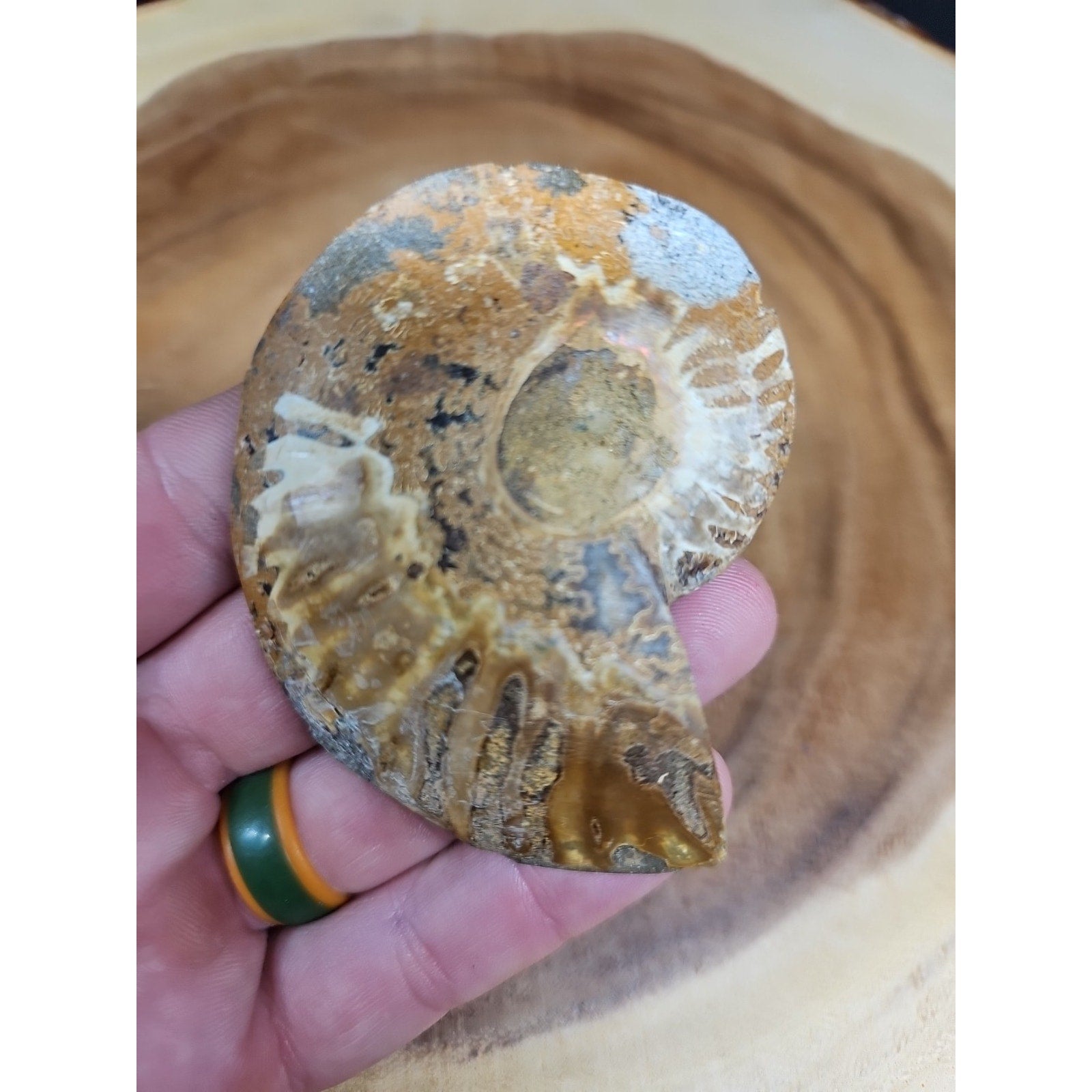 Ammonite Fossil Small 52g