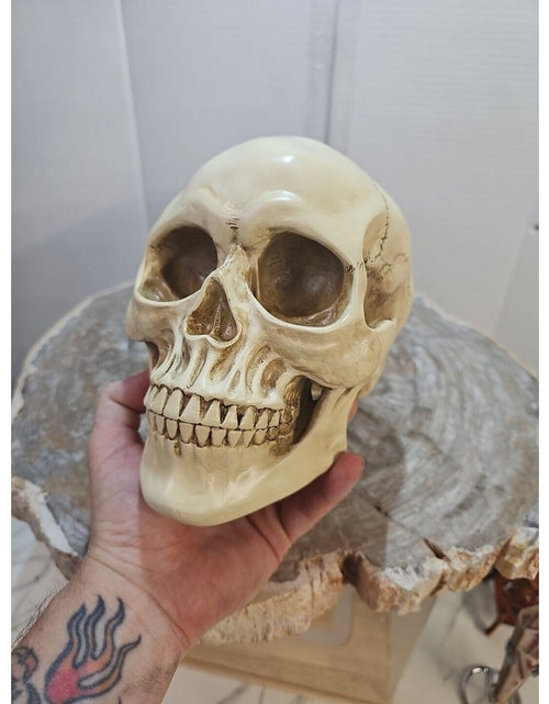 Load image into Gallery viewer, Realistic Human Skull Replica Decor Decoration Resin
