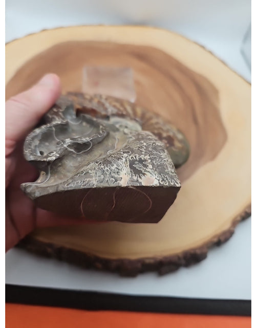 Load image into Gallery viewer, 1.32LB Rare! Natural Tentacle Ammonite Fossil Specimen Shell Madagascar
