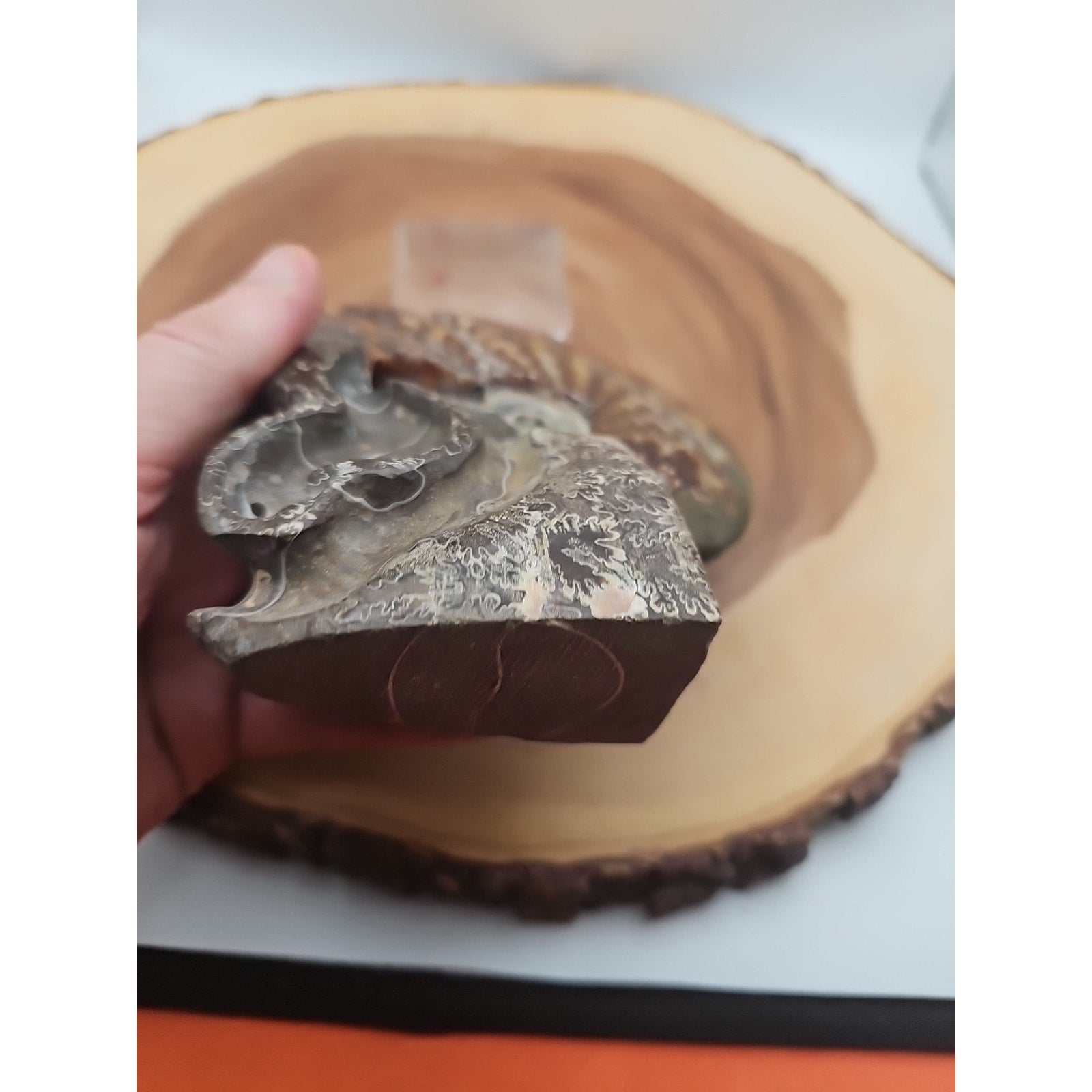1.32LB Rare! Natural Tentacle Ammonite Fossil Specimen Shell Madagascar