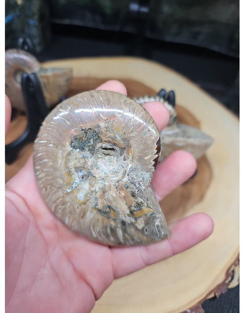Load image into Gallery viewer, 1 Each Ammonite Fossil Polished From Madagascar 145-175 Grams W/stand
