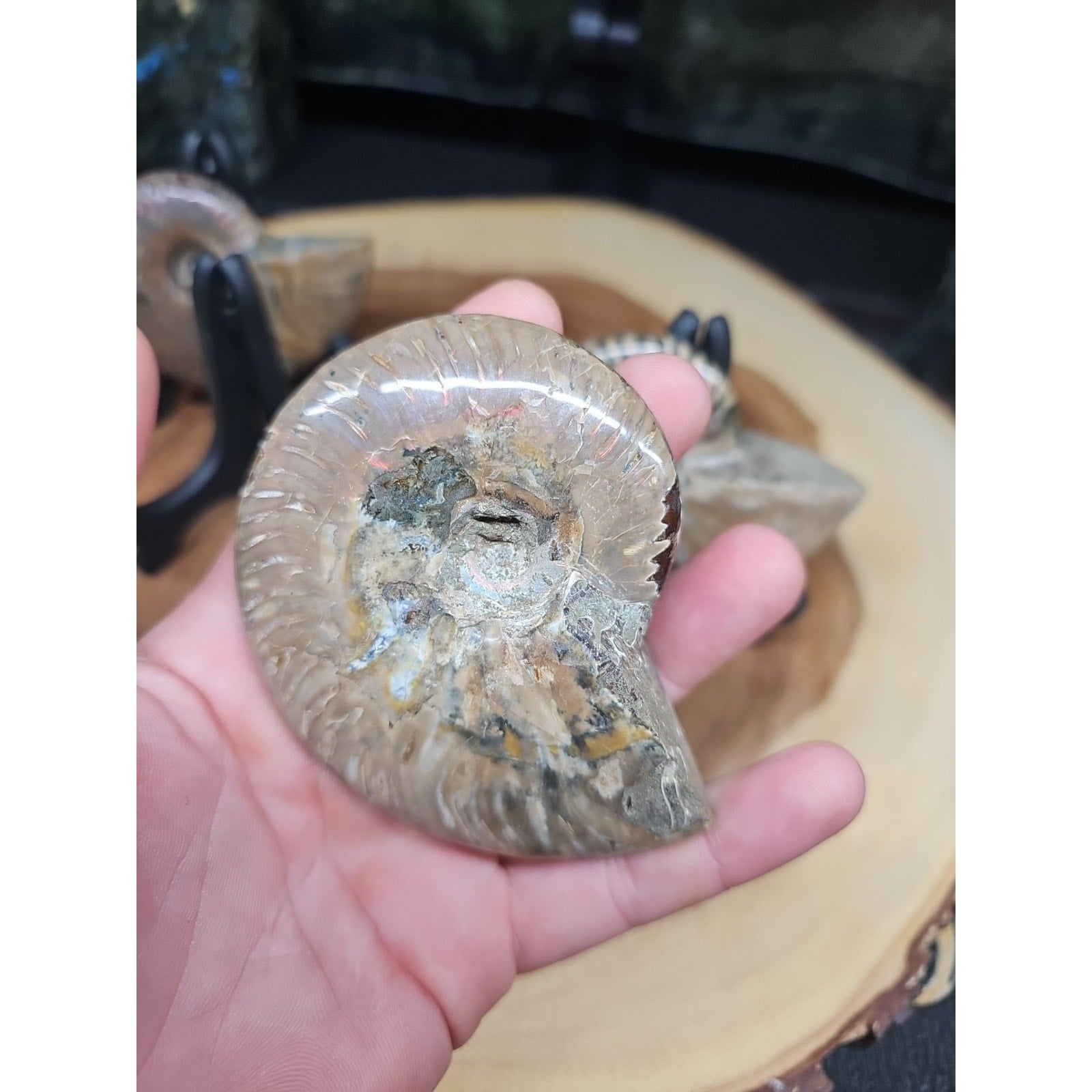 1 Each Ammonite Fossil Polished From Madagascar 145-175 Grams W/stand