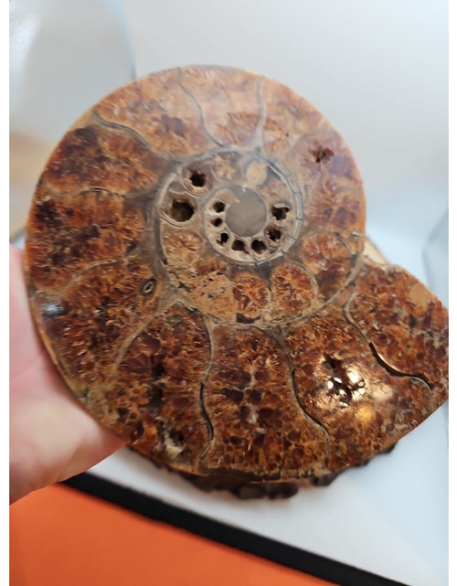 Load image into Gallery viewer, 2.36LB Rare! Natural Ammonite Fossil Specimen Shell Madagascar
