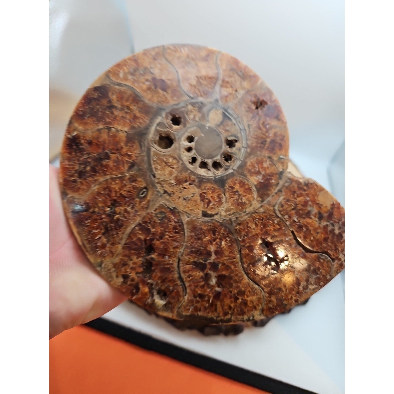 2.36LB Rare! Natural Ammonite Fossil Specimen Shell Madagascar